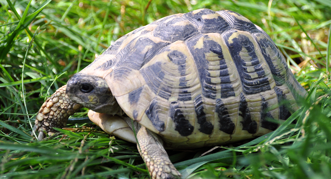 Tortue d'Hermann